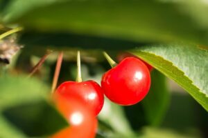 red round fruits on green leaf