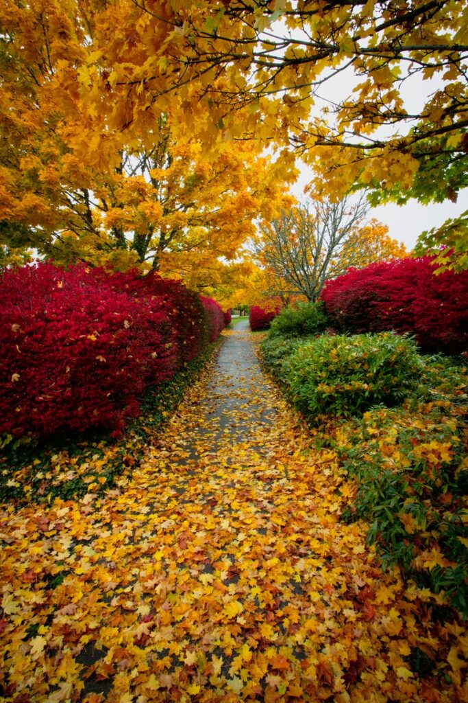 yellow withered leaves on pathway